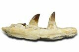 Fossil Mosasaur (Thalassotitan) Jaw Section with Teeth - Morocco #353152-1